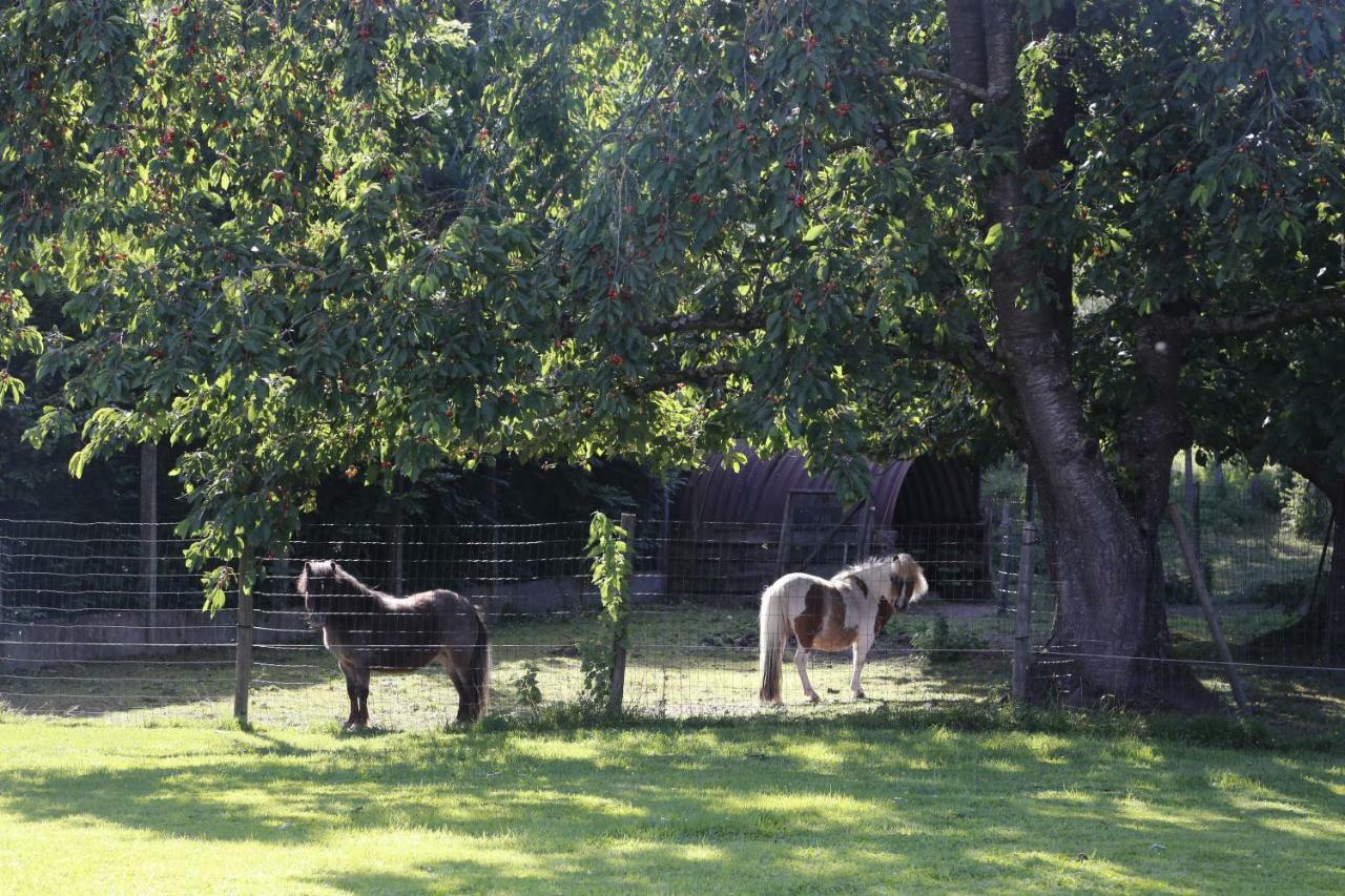 De Lucarne Villa Zottegem Exteriör bild